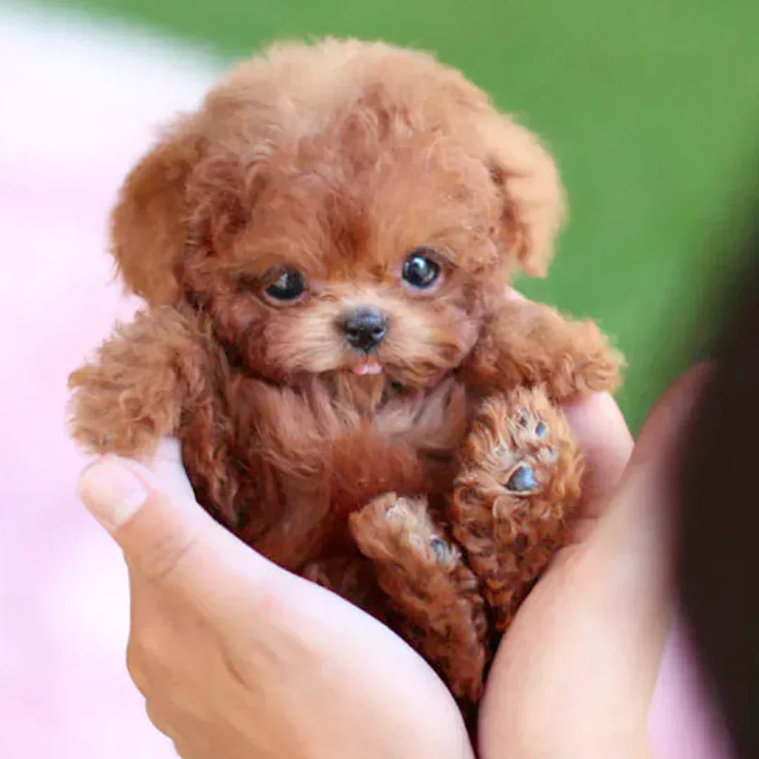 (đ„LAST DAY SALE-90% OFFđ) My Realistic Robot Puppy đ¶đ